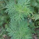Tagetes tenuifolia Leaf