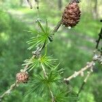 Larix deciduaFolio