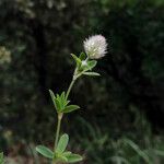 Trifolium arvense Çiçek