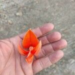 Butea monosperma Floare