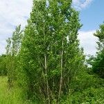 Populus nigra Habitus