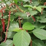 Acalypha macrostachya List