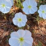 Oenothera albicaulis Çiçek