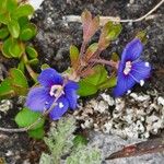 Veronica fruticans Fleur