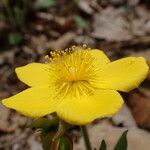 Hypericum cerastoides Blodyn