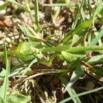 Veronica serpyllifolia Yaprak