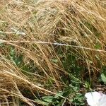 Festuca myuros Habitus