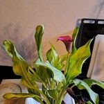 Zantedeschia rehmannii Engl.Blomst