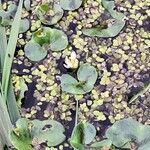 Ranunculus hederaceus Yaprak