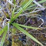 Carex colchica Blatt