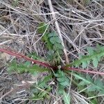 Taraxacum braun-blanquetii Leaf