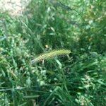 Hordeum secalinum Leaf