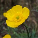 Ranunculus acris Цветок