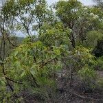 Corymbia gummifera 整株植物