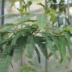 Mimosa polycarpa Vekstform