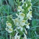 Pedicularis ascendens Other