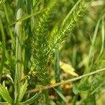 Trocdaris verticillata Blatt