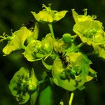 Euphorbia lucida Квітка