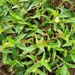 Commelina africana Leaf