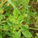 Medicago minima 葉