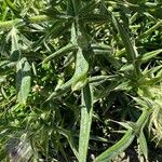 Cirsium eriophorum Blad