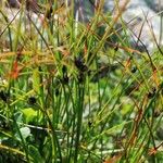 Juncus trifidus Çiçek