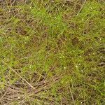Oldenlandia lancifolia Buveinė