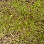 Oldenlandia lancifolia Характер