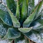 Agave salmiana Habit