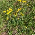 Krigia dandelion Flower