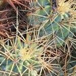 Ferocactus glaucescens Altro