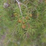 Juniperus oxycedrus Hoja