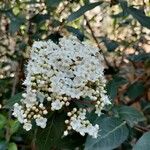 Viburnum rigidum Fleur