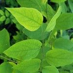 Celtis tenuifolia Leaf