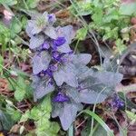 Ajuga genevensisFlor