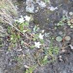 Arenaria ciliata 整株植物