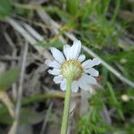 Anthemis arvensis Blodyn