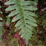 Polypodium vulgare Ліст