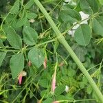 Jasminum grandiflorum Bark