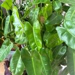 Philodendron burle-marxii Levél