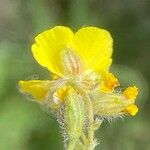 Helianthemum italicum 花