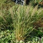 Calamagrostis arundinacea Libunga