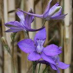 Delphinium ajacis Fleur