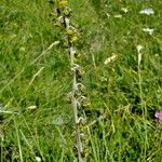 Artemisia atrata Drugo