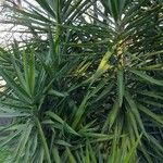 Yucca aloifolia ഇല