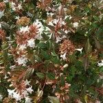 Abelia × grandifloraFulla