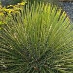 Agave stricta ഇല