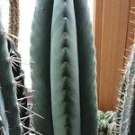Echinopsis lageniformis Hoja