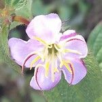 Chaetogastra paratropica Çiçek