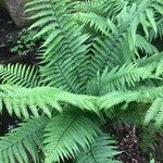 Cyclosorus pozoi Leaf